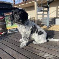 Chiots schapendoes lof - berger néerlandais #5