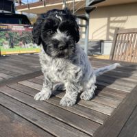 Chiots schapendoes lof - berger néerlandais #6