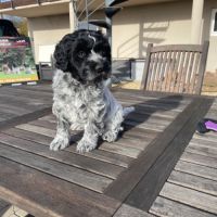 Chiots schapendoes lof - berger néerlandais #7