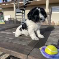 Chiots schapendoes lof - berger néerlandais #8