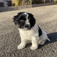 Chiots schapendoes lof - berger néerlandais #0