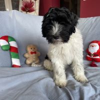 Chiots schapendoes lof - berger néerlandais #8