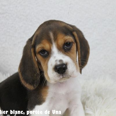 Chiots beagle lof - portée de una #1