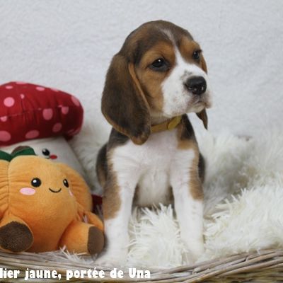 Chiots beagle lof - portée de una #2
