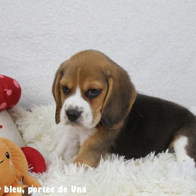 Chiots beagle lof - portée de una #3