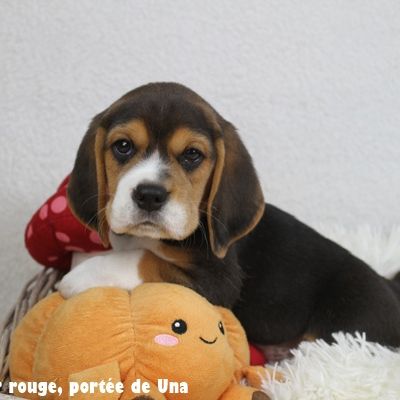 Chiots beagle lof - portée de una