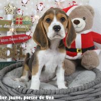 Chiots beagle lof - portée de una