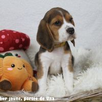 Chiots beagle lof - portée de una #2