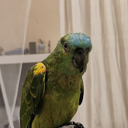 Amazone à front bleu #1