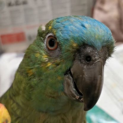 Amazone à front bleu