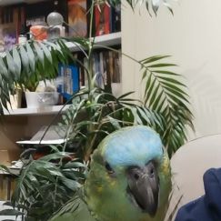 Amazone à front bleu #3