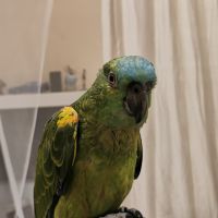 Amazone à front bleu #1