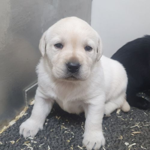 Chiots femelles labrador lof #1