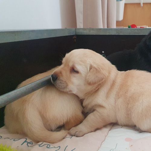 Chiots femelles labrador lof