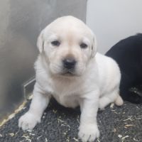 Chiots femelles labrador lof #1