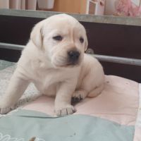 Chiots femelles labrador lof #2