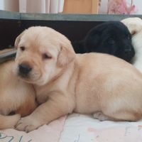 Chiots femelles labrador lof #3