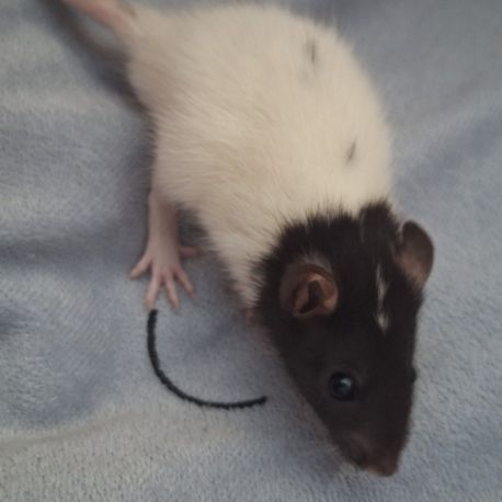 Raton tout mignon #1