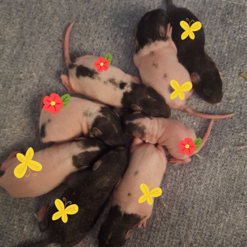 Raton tout mignon #2