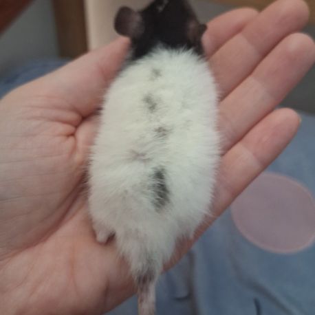 Raton tout mignon #5