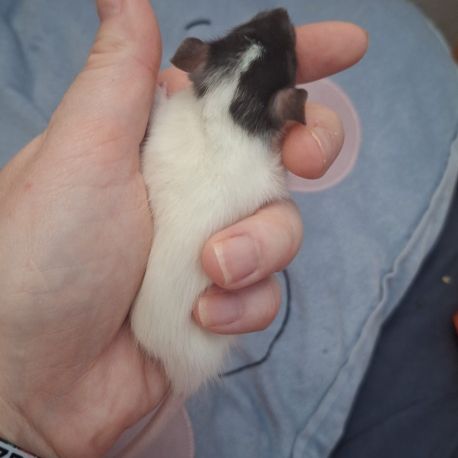 Raton tout mignon #6