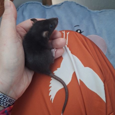 Raton tout mignon #7