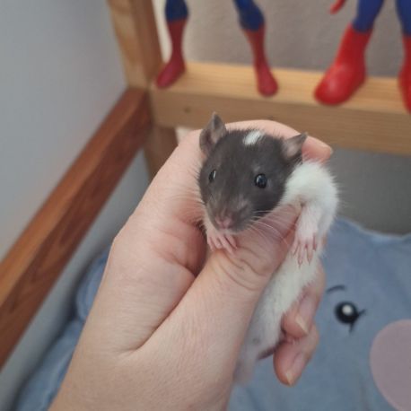 Raton tout mignon #8