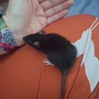 Raton tout mignon #3