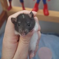 Raton tout mignon #4