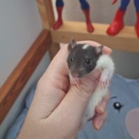 Raton tout mignon #8