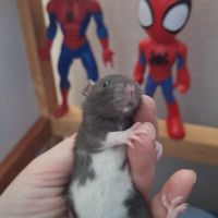 Raton tout mignon #9