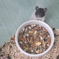 Raton tout mignon #0