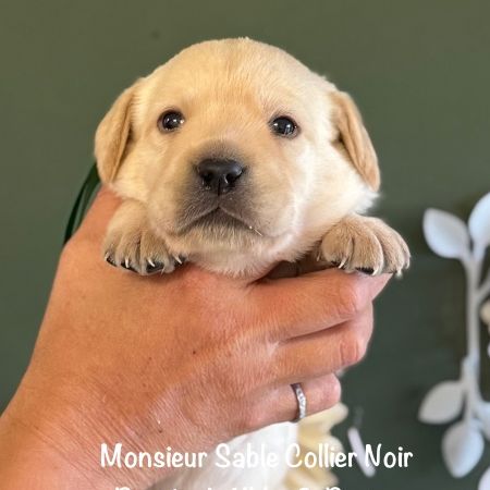 Superbes males labradors sable lof dispo decembre #3