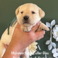 Superbes males labradors sable lof dispo decembre #1