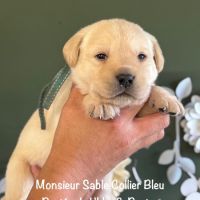 Superbes males labradors sable lof dispo decembre #2