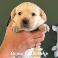 Superbes males labradors sable lof dispo decembre #0