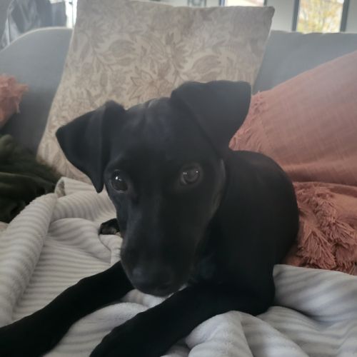 Donne chiot de 4 mois jack russell