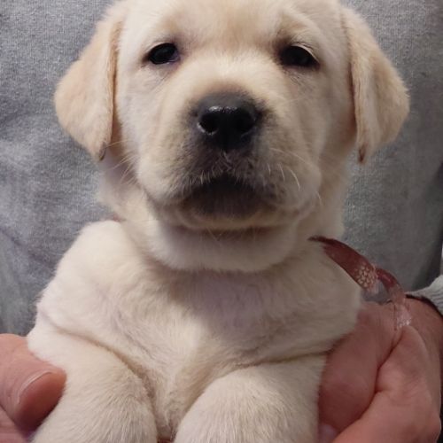 Labrador lof #1