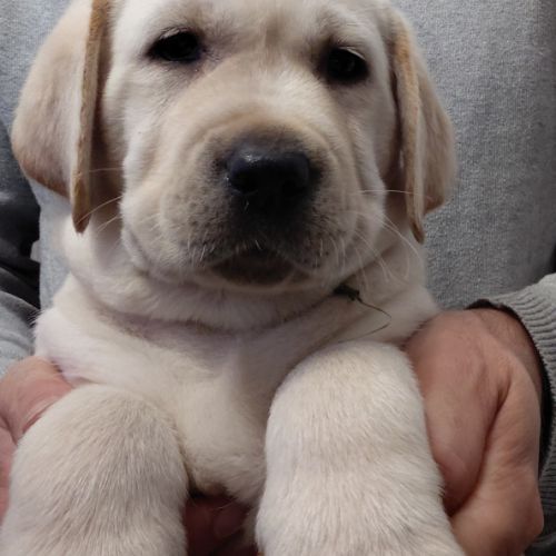 Labrador lof #2