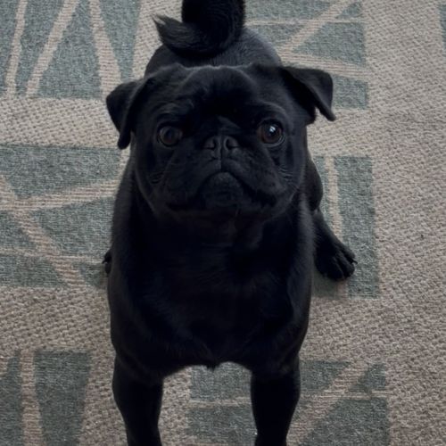 Jeune mâle carlin lof