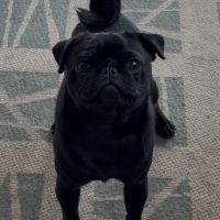 Jeune mâle carlin lof #0