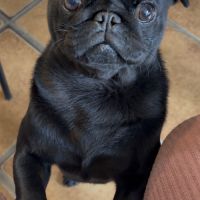 Jeune mâle carlin lof #2