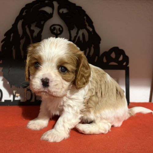 Chiots mâles lof #1