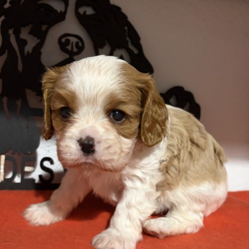 Chiots mâles lof #2