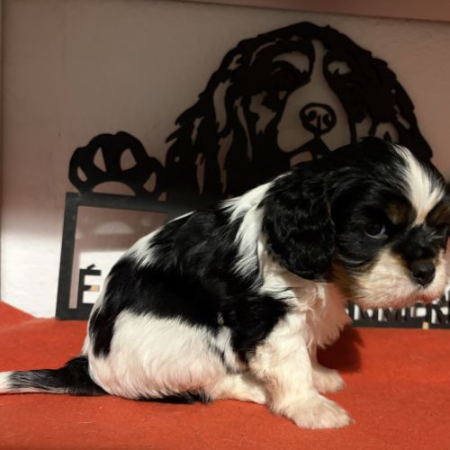 Chiots mâles lof #7