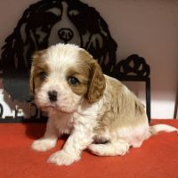 Chiots mâles lof #1