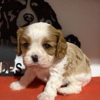 Chiots mâles lof #2