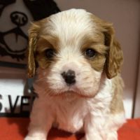 Chiots mâles lof #3