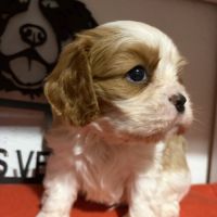 Chiots mâles lof #0