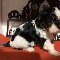 Chiots mâles lof #5